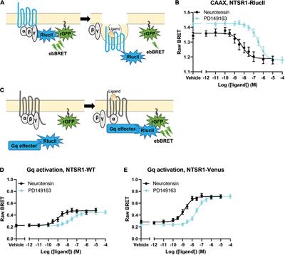 Visualization of real-time receptor endocytosis in dopamine neurons enabled by NTSR1-Venus knock-in mice